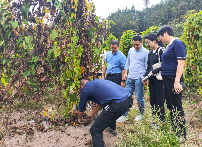 旱作所科技服務(wù)團(tuán)隊(duì)聯(lián)合福建省農(nóng)科院植保所專(zhuān)家團(tuán)隊(duì)開(kāi)展沙縣糯山藥病害調(diào)查與科技服務(wù)